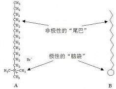 花式咖啡拉花怎麼做入門教學流體力學原理手法