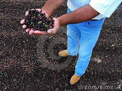處熱帶雨林區的巴西南米納斯咖啡風味描述口感