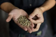 薩爾瓦多咖啡的起源、風味、烘烤方式與味道特徵